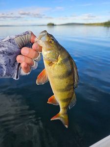 European Perch