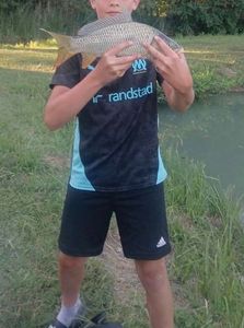 Common Carp