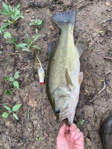 Smallmouth Bass