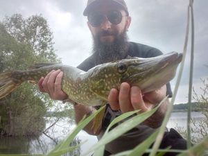 Northern Pike