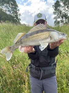 Zander