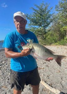Mutton Snapper