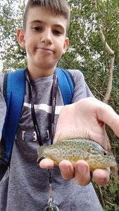 Green Sunfish