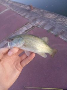 Largemouth Bass