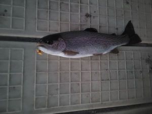 Rainbow Trout