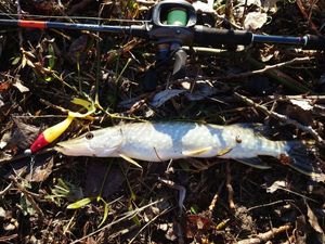 Northern Pike