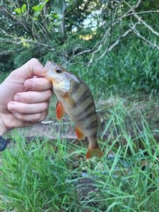 European Perch