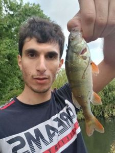 European Perch