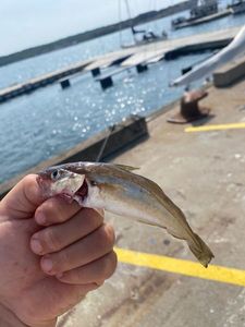 Whiting