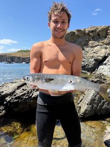 Golden Grey Mullet