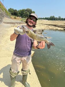 Channel Catfish