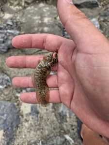 Tubenose Goby