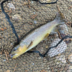 Brown Trout