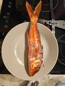 Surmullet