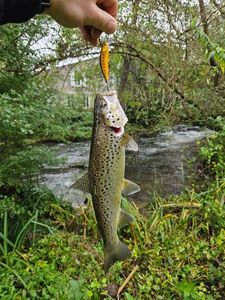 Brown Trout