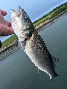 European Bass (Seabass)