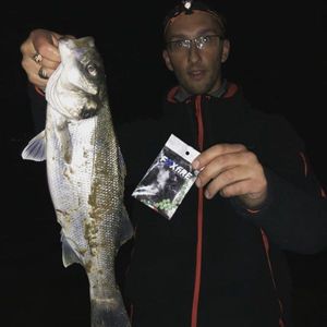 European Bass (Seabass)