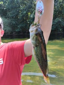 Largemouth Bass