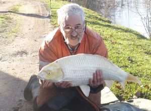 Koï Fish