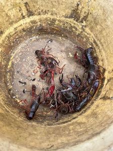 Red Swamp Crayfish
