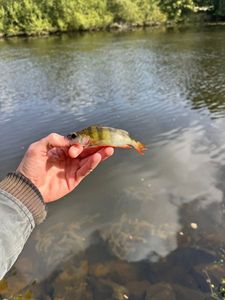 European Perch