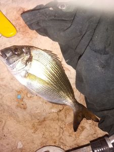 Gilthead Seabream
