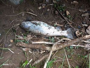 Rainbow Trout