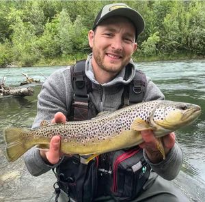 Brown Trout