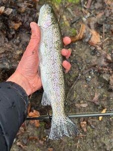 Rainbow Trout