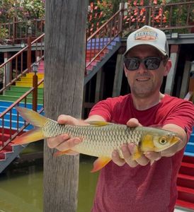 Carpe de Hoven ou Poisson Sultan (Leptobarbus Hoevenii)