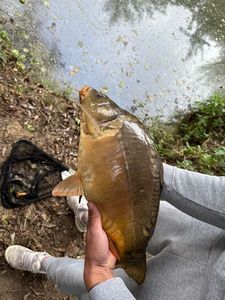 Mirror Carp