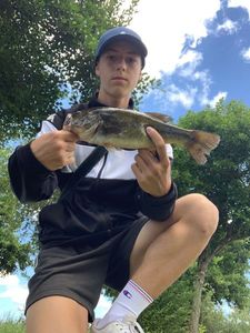 Largemouth Bass