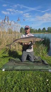 Siberian Sturgeon