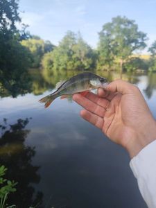 European Perch