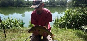 Common Bream