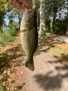 Largemouth Bass
