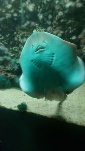 Common Stingray