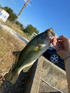 Largemouth Bass