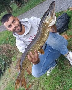 Northern Pike