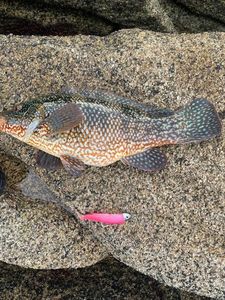 Ballan Wrasse