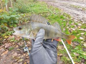 European Perch
