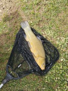 Tench