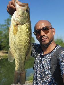Largemouth Bass