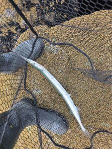 Garfish
