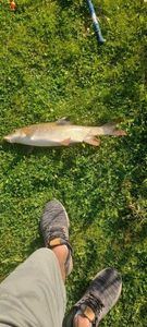 Barbel