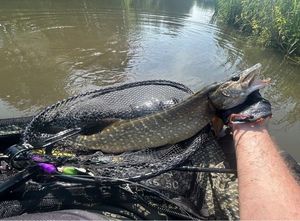 Northern Pike