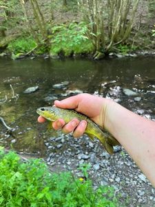 Brown Trout