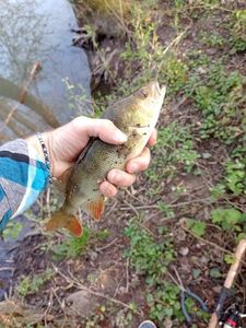 European Perch