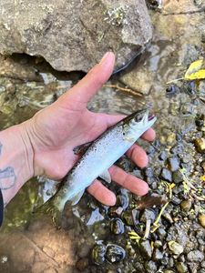 Brown Trout