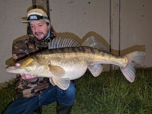Zander